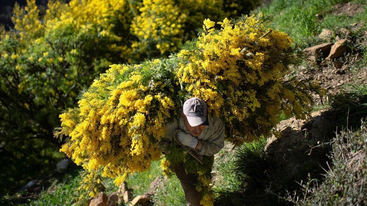 Un hombre porta mimosa cerca de la ciudad de Seborga, en el norte de Italia. Un hombre porta mimosa cerca de la ciudad de Seborga, en el norte de Italia.