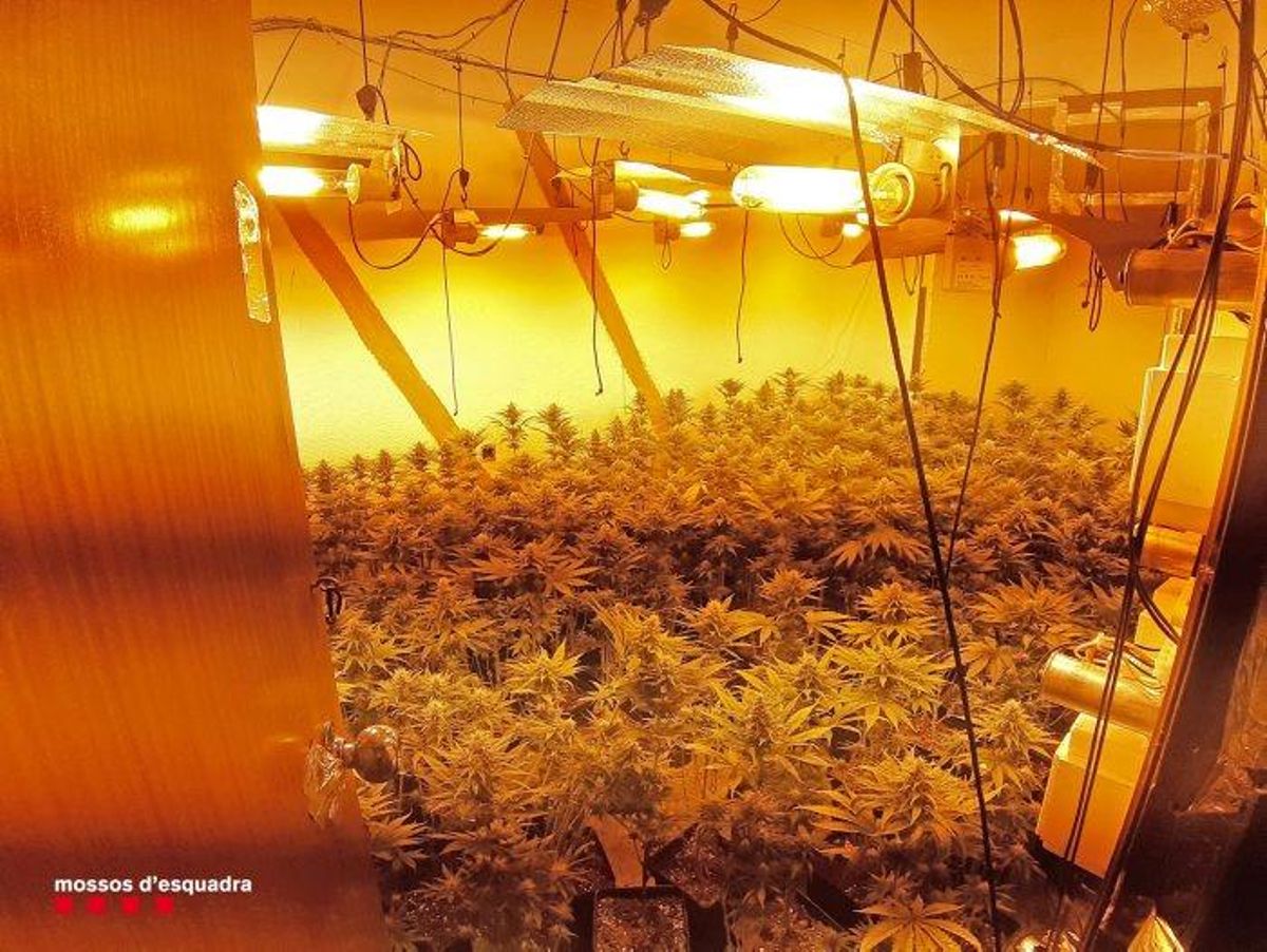 Una plantación de marihuana en el interior de un domicilio del barrio de Sant Roc de Badalona. Una plantación de marihuana en el interior de un domicilio del barrio de Sant Roc de Badalona.