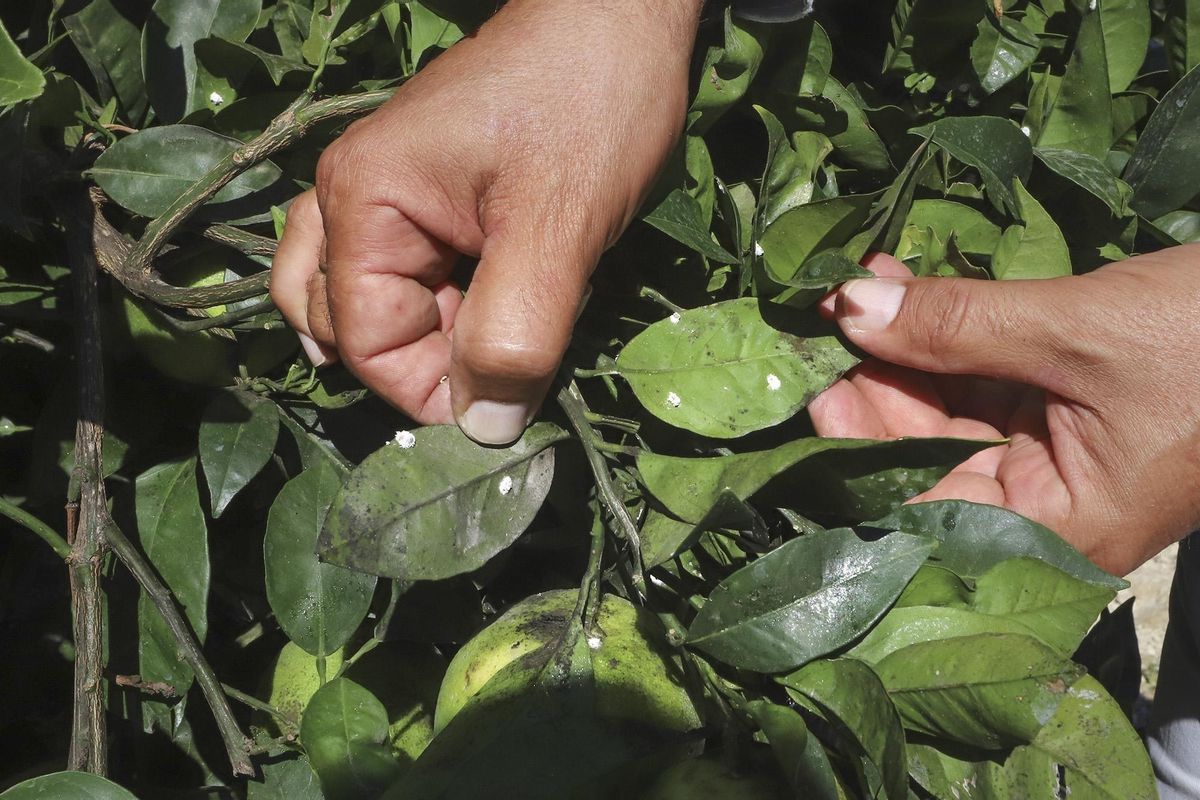 La Comunitat Valenciana crea un centro de referencia contra las plagas agrícolas La Comunitat Valenciana crea un centro de referencia contra las plagas agrícolas