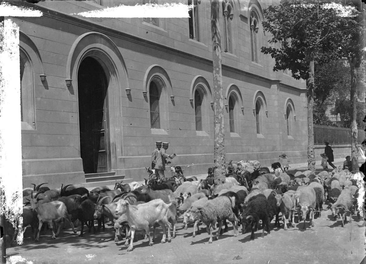 Año 1914. Un rebaño de ovejas y cabras pasa frente a la fachada principal de la Universitat de Barcelona Año 1914. Un rebaño de ovejas y cabras pasa frente a la fachada principal de la Universitat de Barcelona