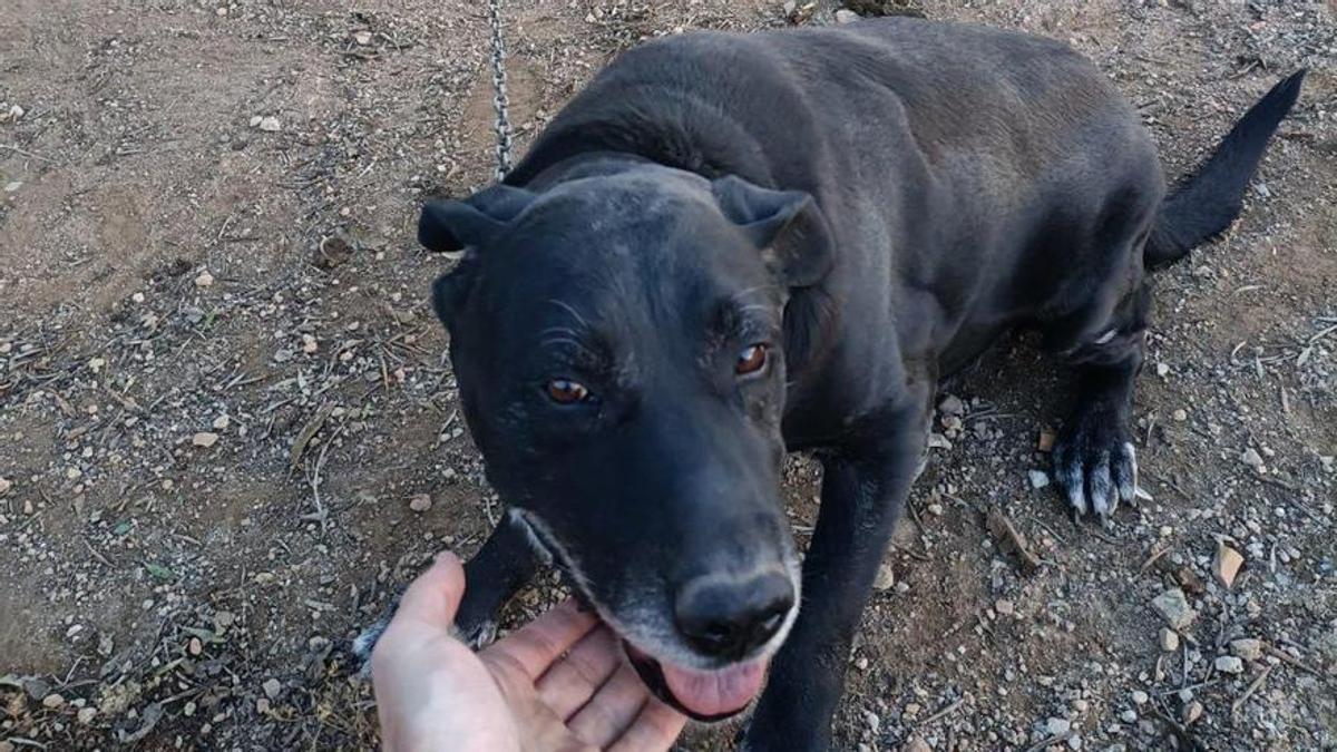 La Policía de Palma libera a Tom, un perro mestizo que llevaba diez años encadenado y a la intemperie en una finca rústica