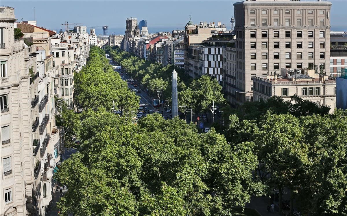 Barcelona quiere que los plátanos no superen el 15% del total de árboles de  la ciudad