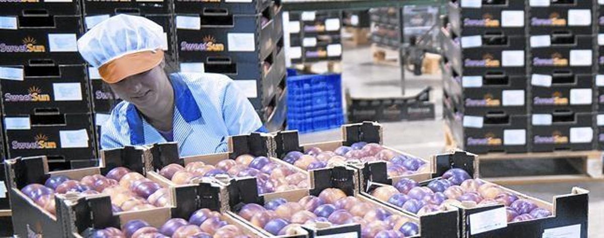 Clasificación de fruta en la cooperativa Fruitona de Aitona,el pasado miércoles. Clasificación de fruta en la cooperativa Fruitona de Aitona,el pasado miércoles.