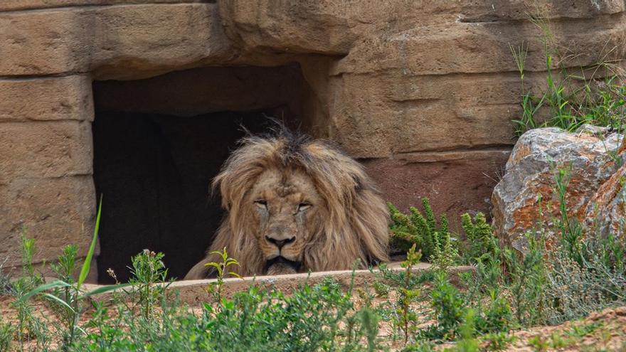 Los leones del zoo de Barcelona han pasado el coronavirus