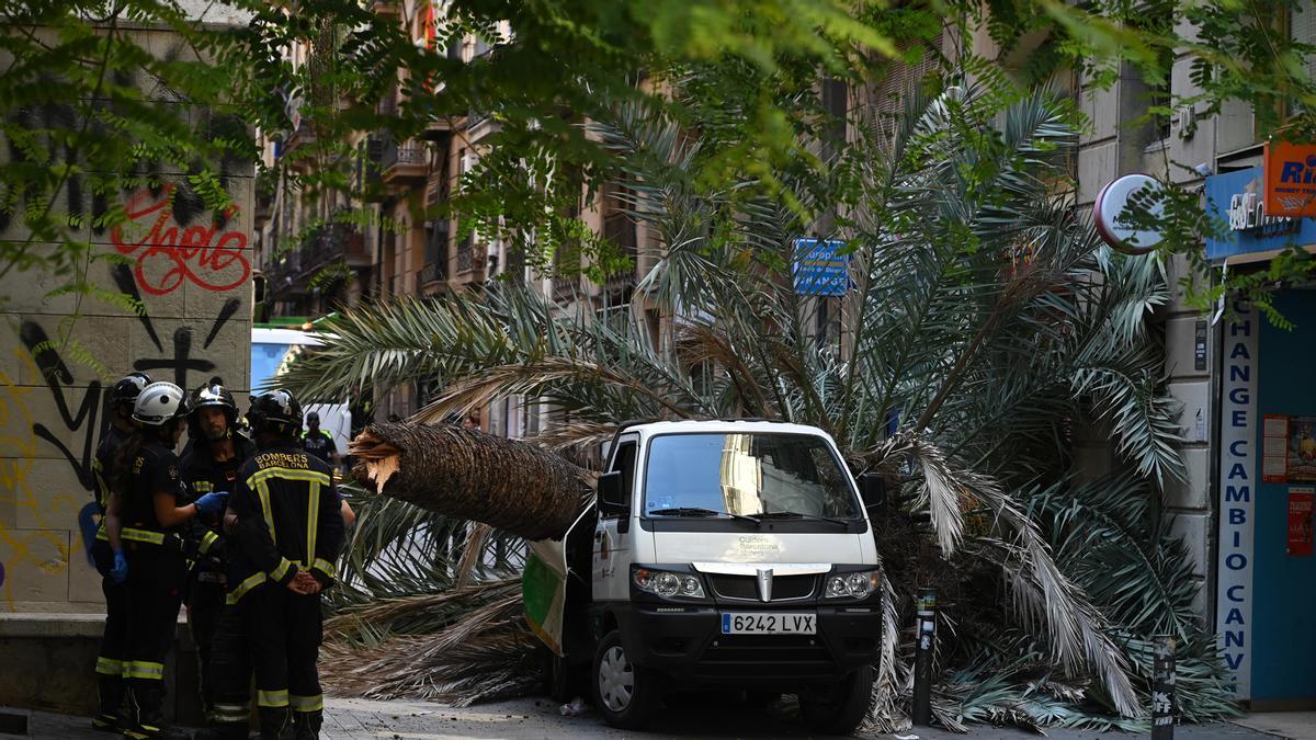 Muere una mujer al caerle encima una palmera en el Raval de Barcelona