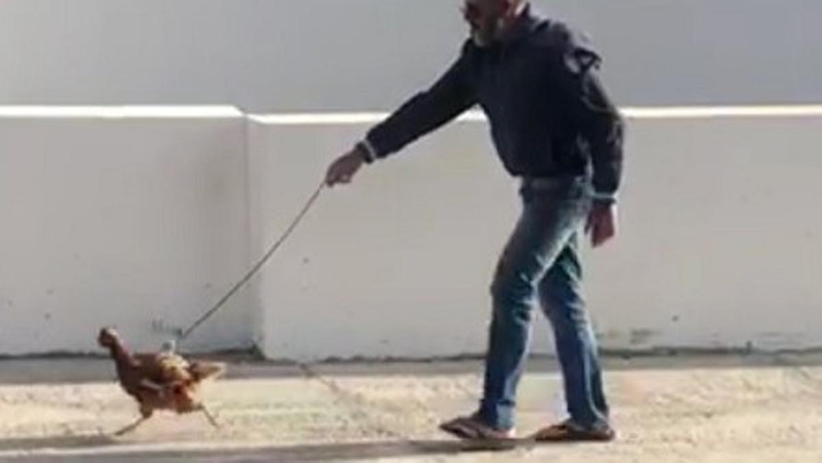 El hombre de 51 años que pasea a su gallina en Yaiza (Lanzarote) durante el estado de alarma