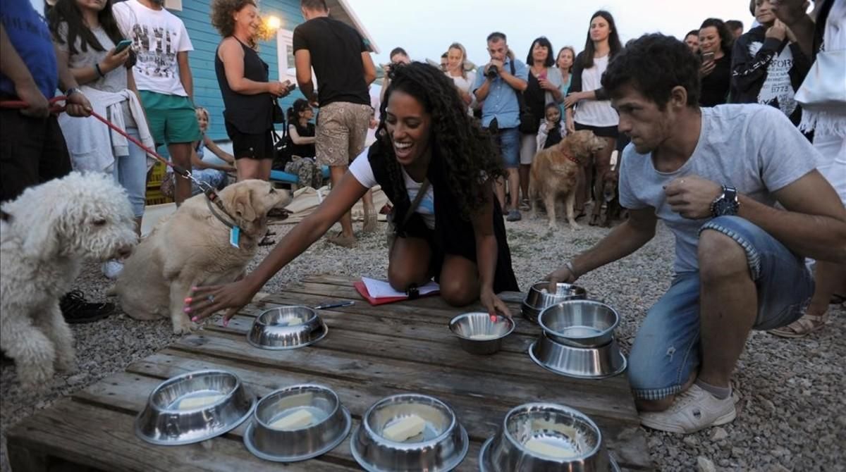 Preparativos para la competición de comida en el chiringuito para perros de Croacia. Preparativos para la competición de comida en el chiringuito para perros de Croacia.