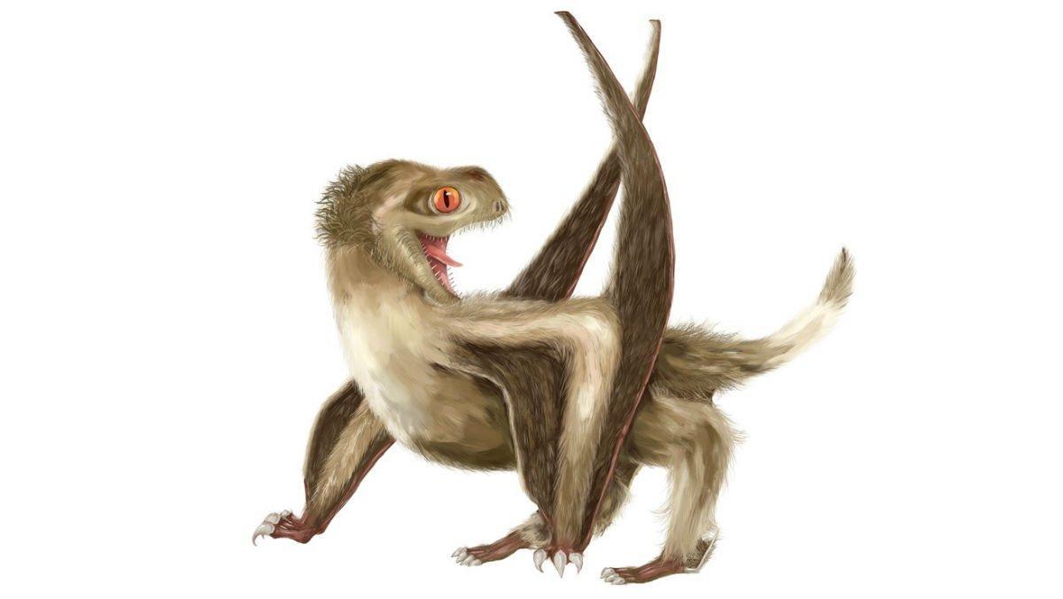 Los pterosaurios tenían diferentes tipo de pelaje y... ¡plumas!