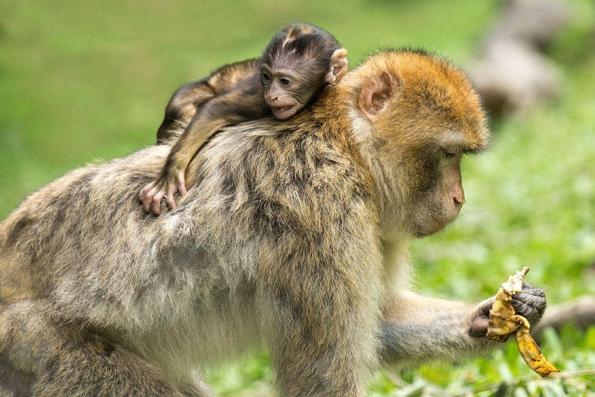 Viruela del mono y covid: ¿Qué virus es más contagioso?