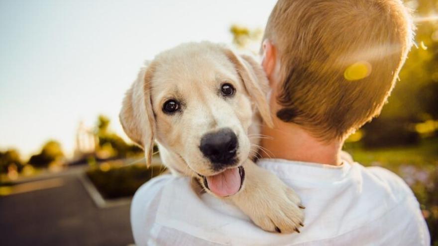 Los perros nacen siendo amigos de las personas - Vimarsana News