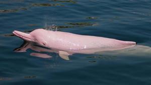 ¿Existe el delfín rosa?