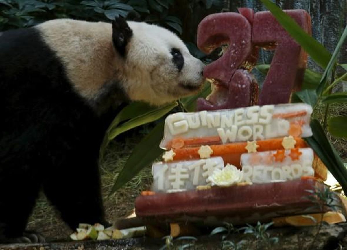 Hielo y zumo de frutas, el pastel de celebración de su 37º cumpleaños de la panda Jia Jia. Hielo y zumo de frutas, el pastel de celebración de su 37º cumpleaños de la panda Jia Jia.