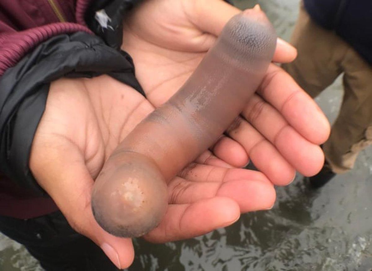 Un visitante de Drakes Beach sostiene un ejemplar de ’pez pene’. Un visitante de Drakes Beach sostiene un ejemplar de ’pez pene’.
