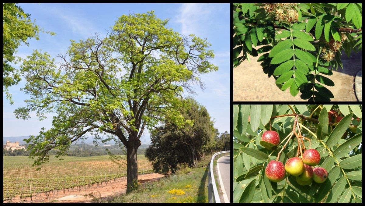 El serbal o ’servera’ de Riudabella, en Vimbodí-Poblet. El serbal o ’servera’ de Riudabella, en Vimbodí-Poblet.