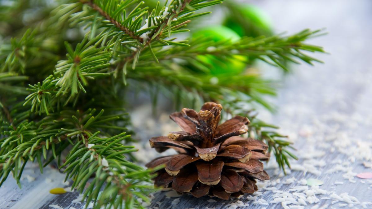Esplugues convierte otro año más los árboles de Navidad en abono orgánico