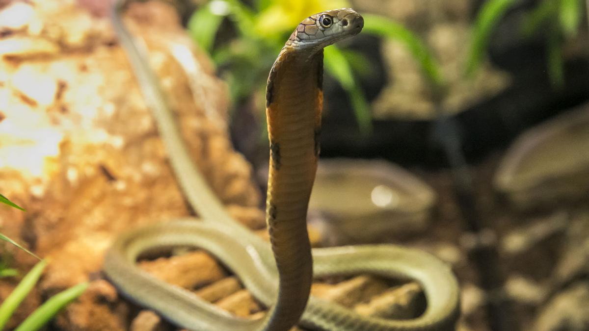 Un ejemplar de serpiente cobra real