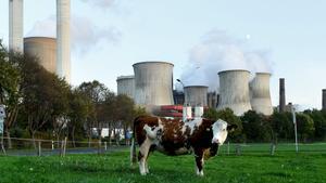 Una vaca pasta frente a una central de carbón en Bergheim, Alemania. 