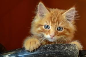 Historia del gato: ¿Cuándo y dónde empezaron a ser nuestras mascotas?