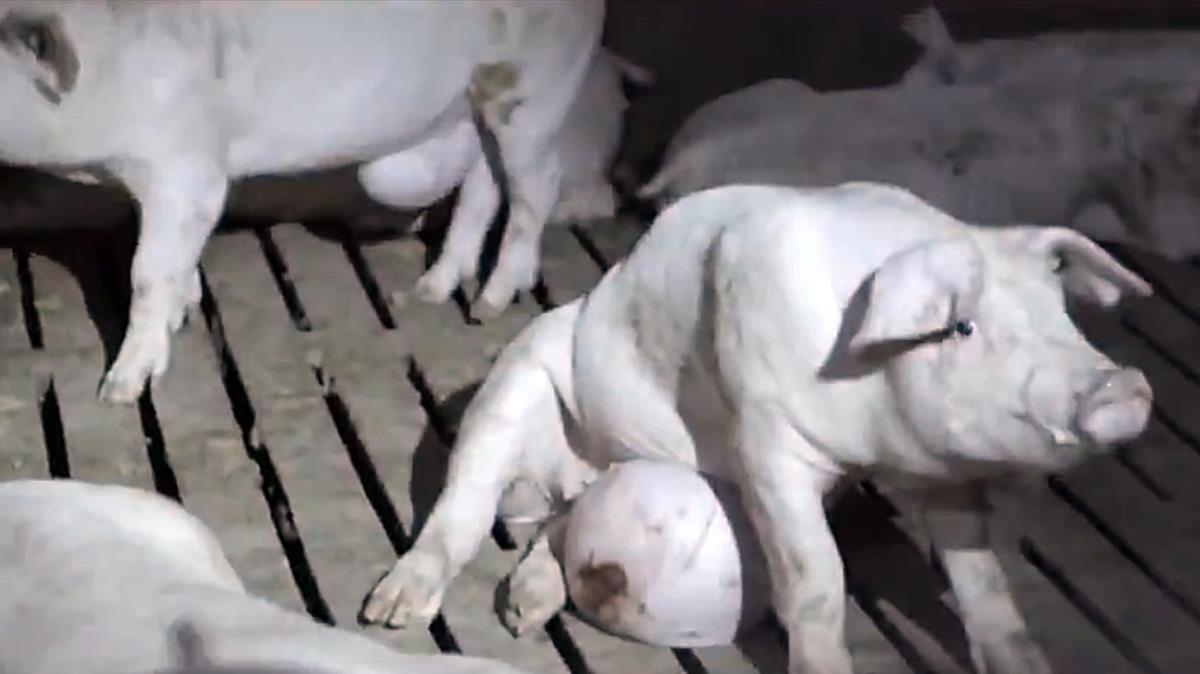Cerdos con malformaciones, en una granja murciana visitada por ’Salvados’ de manera furtiva.