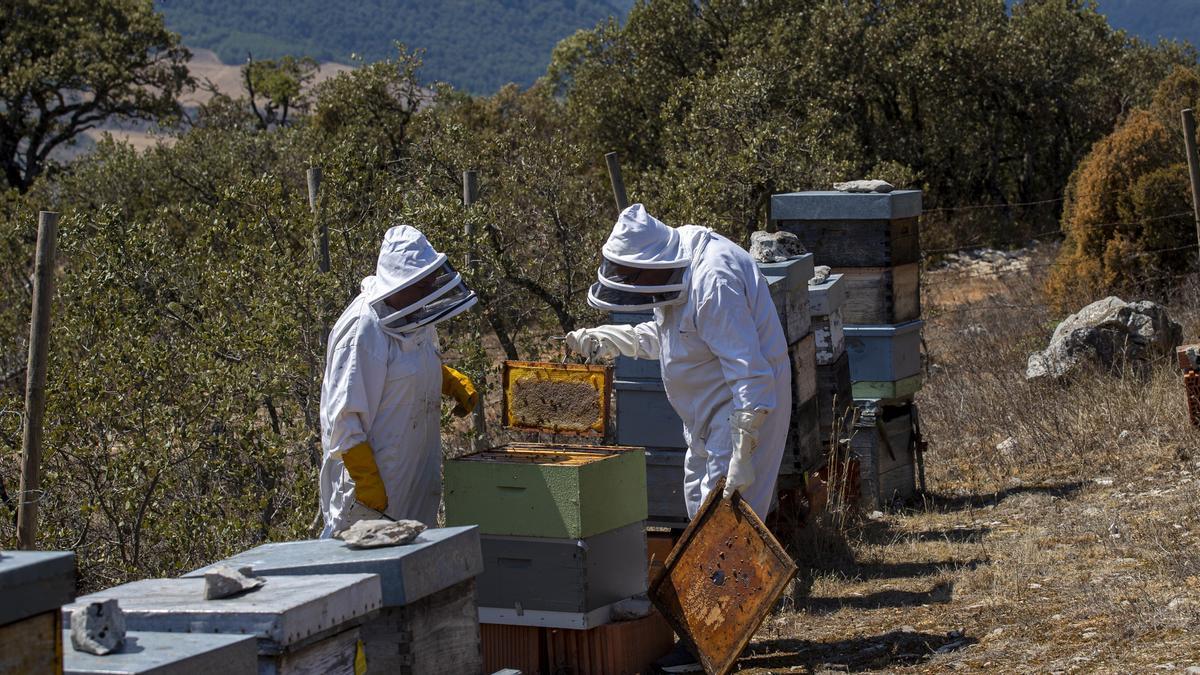La sequera posa en perill les abelles i redueix un 50% la collita de mel