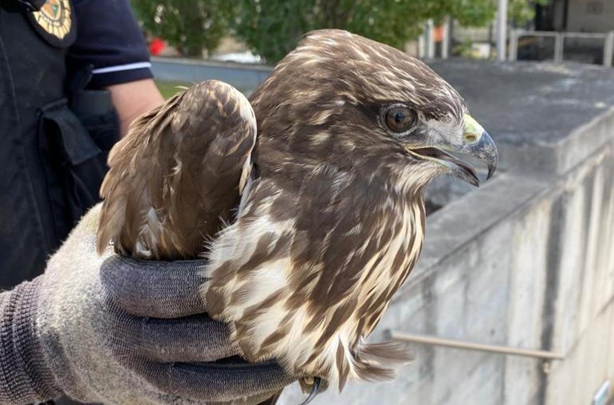 La Policia Local de Parets captura una àguila ratadora ferida i l’entrega als agents rurals