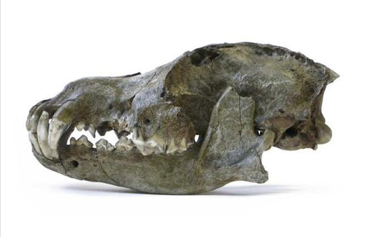 Vista lateral de un cráneo atribuido a un perro del Paleolítico, no a un lobo, hallado en la cueva de Goyet (Bélgica). Tiene una antigüedad estimada de más de 30.000 años.