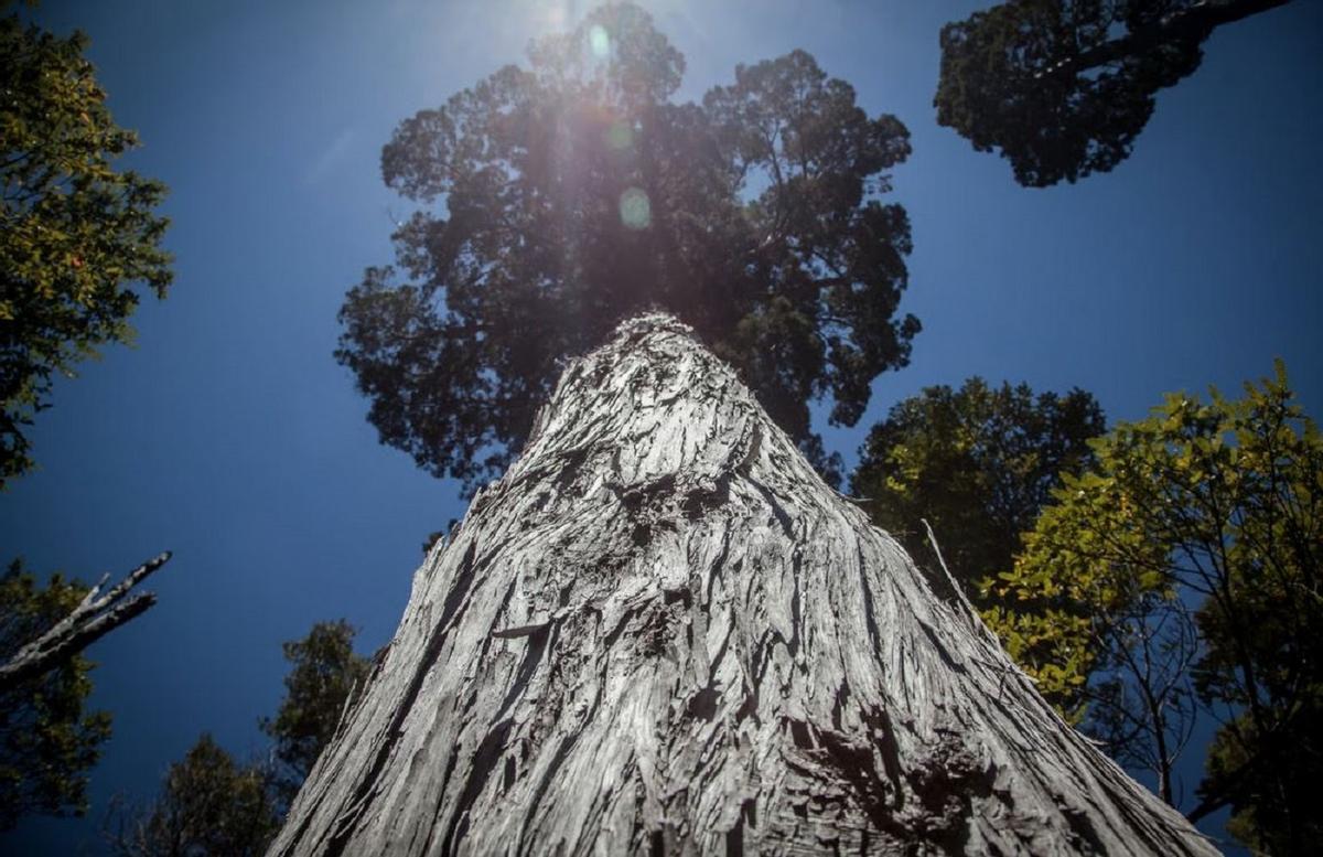 'Gran abuelo': posiblemente, el árbol más viejo del mundo 'Gran abuelo': posiblemente, el árbol más viejo del mundo