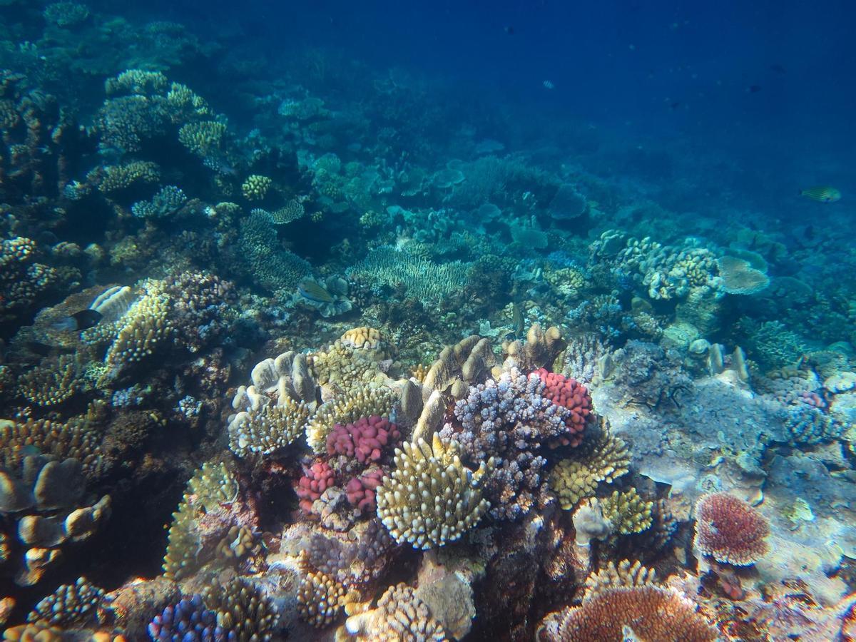 La Gran Barrera australiana alcanza niveles récord de corales