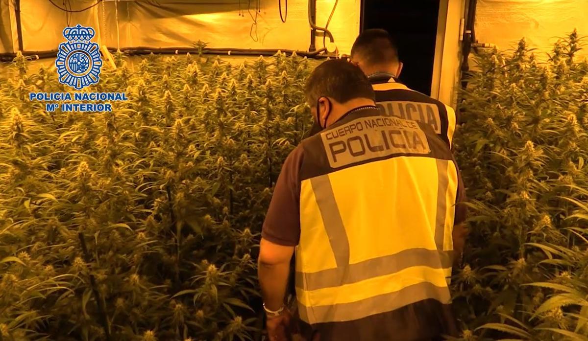 Operación de la Policía Nacional para desmantelar una plantación de marihuana en el Baix Llobregat.
