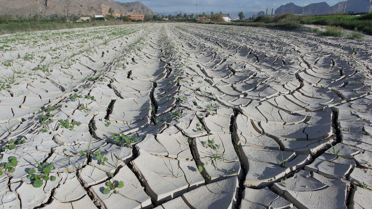 Campos de Orihuela, en Alicante, afectados por la falta de precipitaciones. Campos de Orihuela, en Alicante, afectados por la falta de precipitaciones.