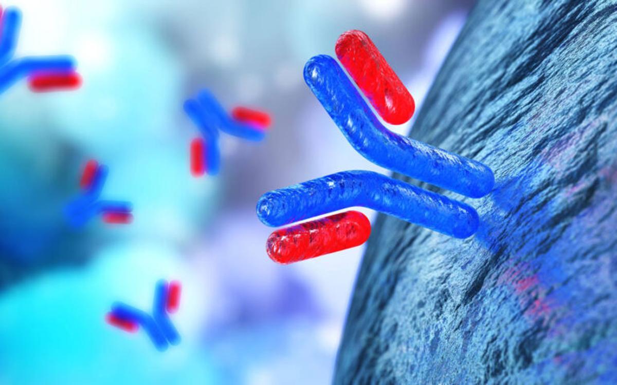 Creades proteïnes que imiten els anticossos que podrien servir per dissenyar fàrmacs més eficaços