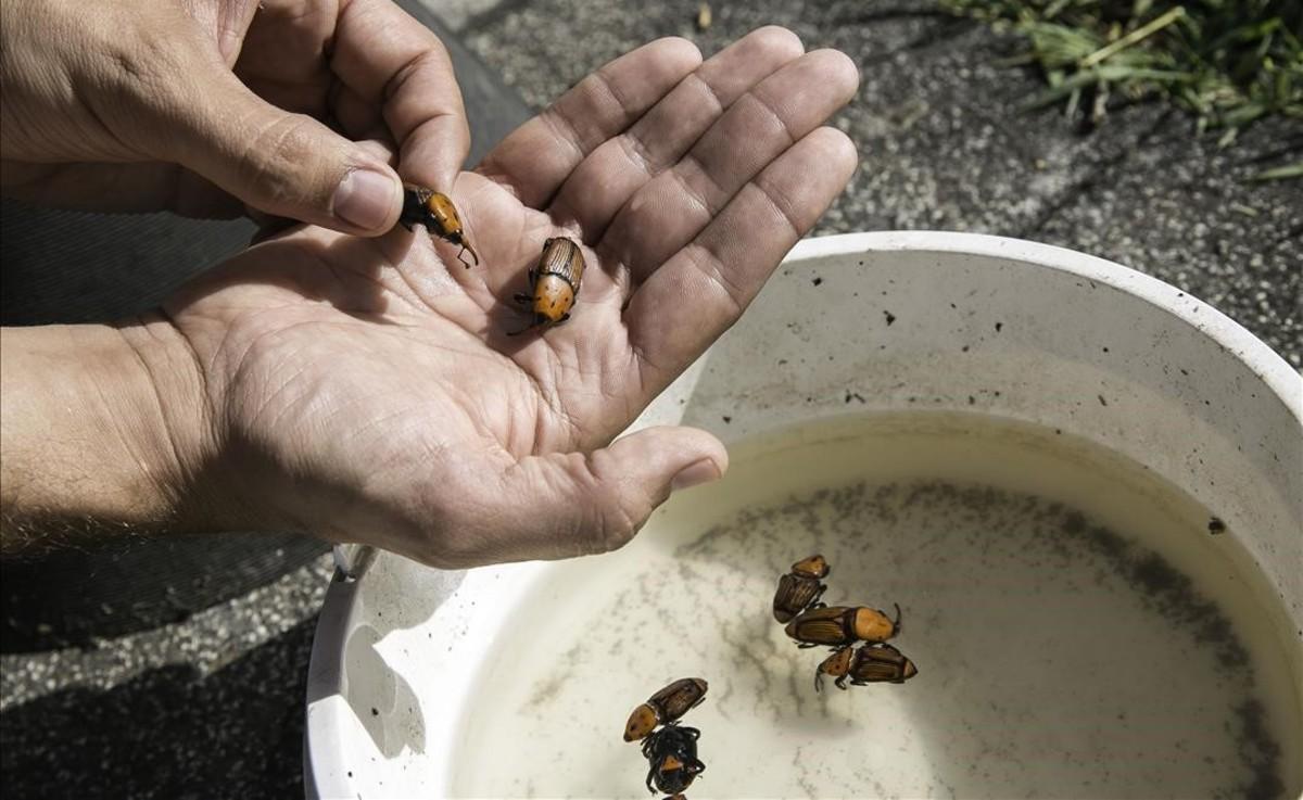 Escarabajos picudos capturados con una trampa de feromonas, en el parque de la Trinitat, en Barcelona.
