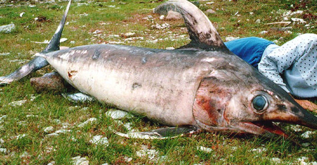 Imagen de archivo de un pez espada capturado en las costas de Letonia.