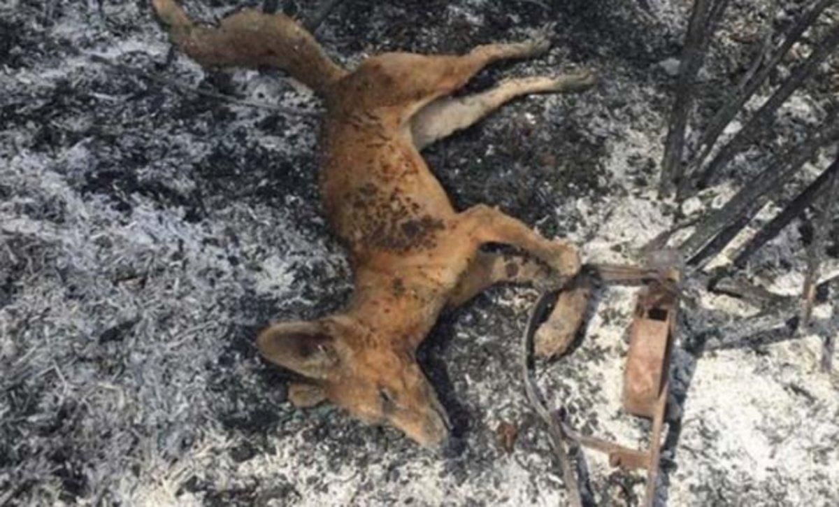 La colpidora imatge d'una guineu morta per un incendi després de caure en una trampa il·legal La colpidora imatge d'una guineu morta per un incendi després de caure en una trampa il·legal