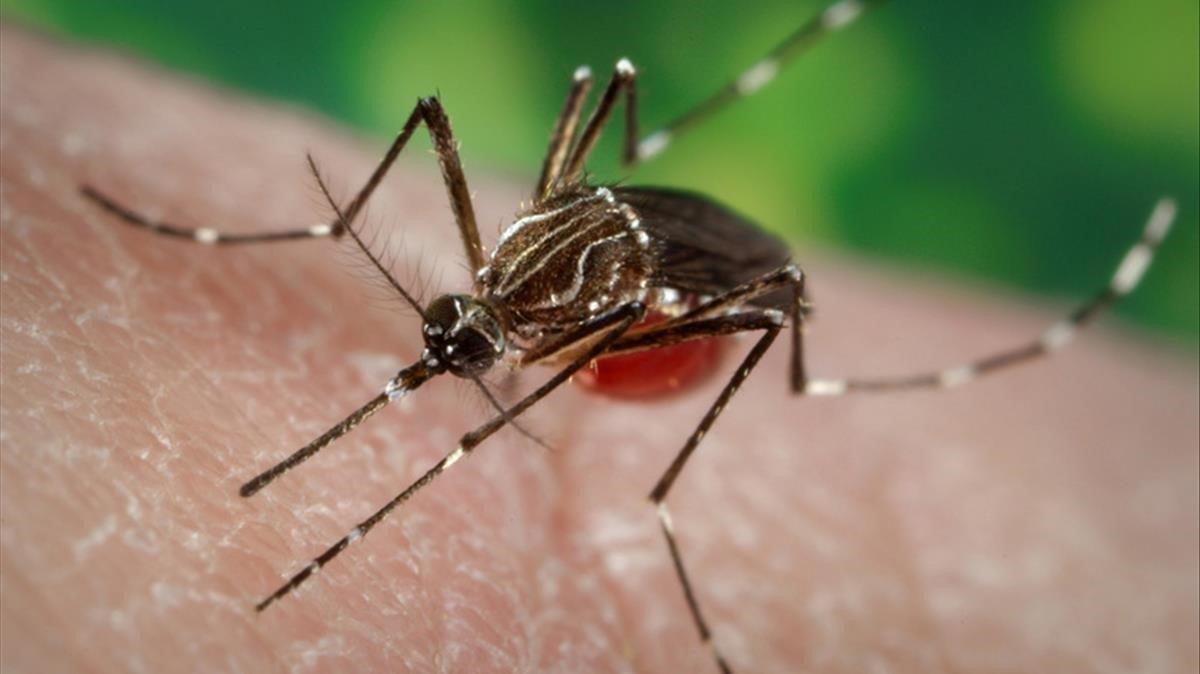 Un mosquito tigre, causante del contagio de dengue.