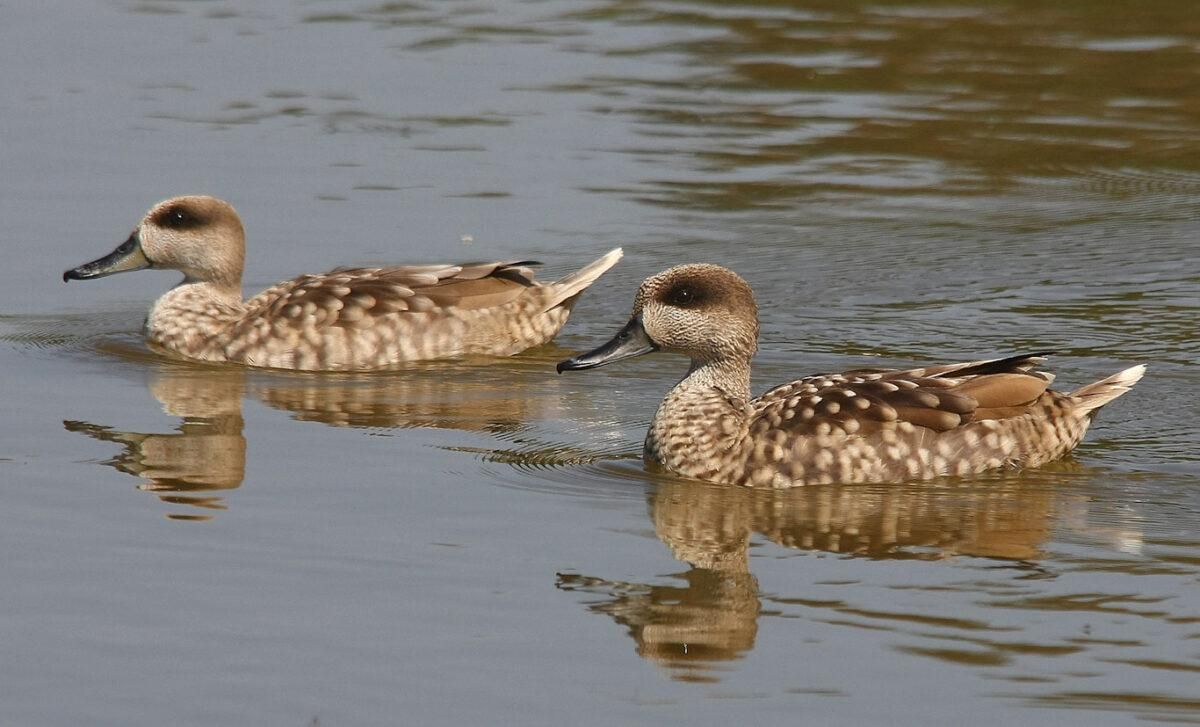Primeros signos de esperanza para la cerceta pardilla, el pato más amenazado Primeros signos de esperanza para la cerceta pardilla, el pato más amenazado