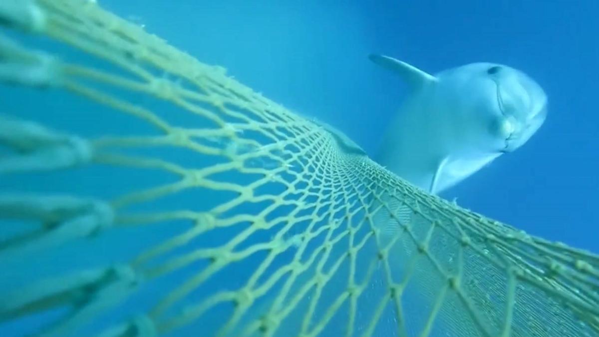 Delfines mulares se alimentan en redes de pesca en el Cap de Creus, en unas imágenes inéditas en el Mediterráneo Occidental.