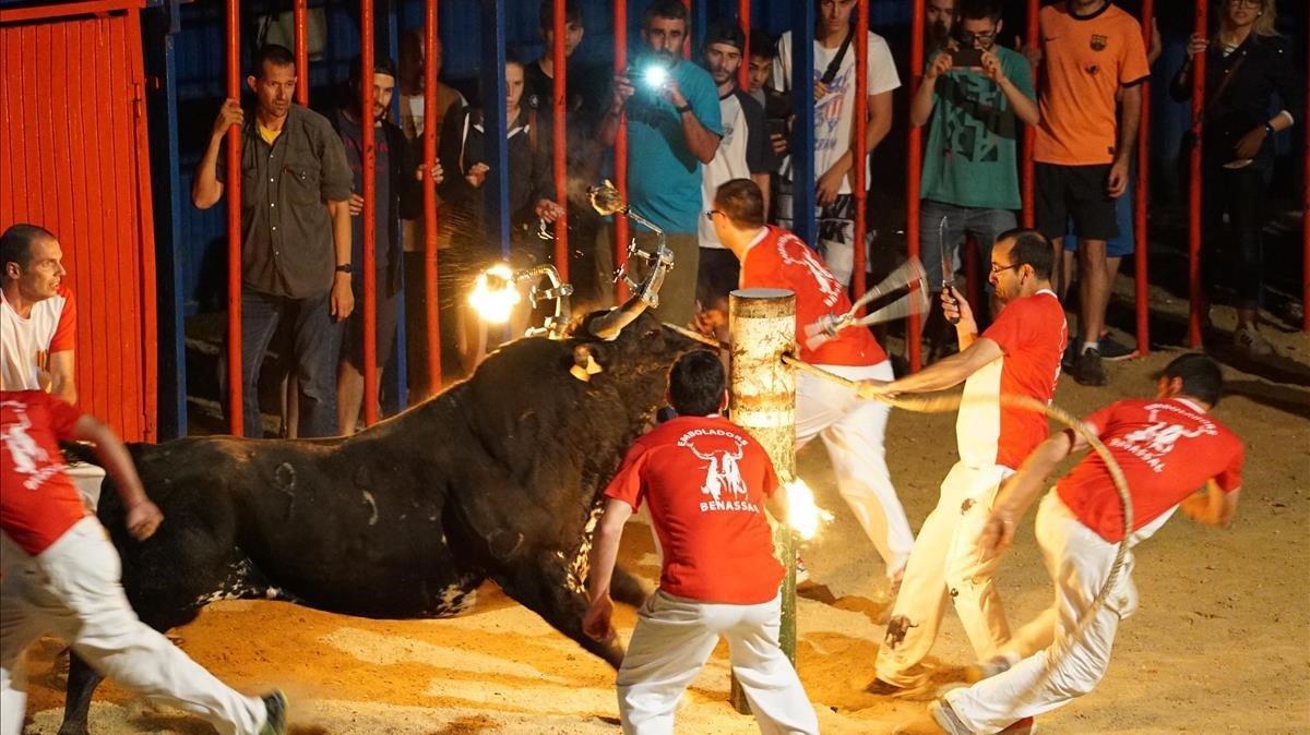 Espectáculo de toro embolado en Sant Jaume d’Enveja, en el 2016.