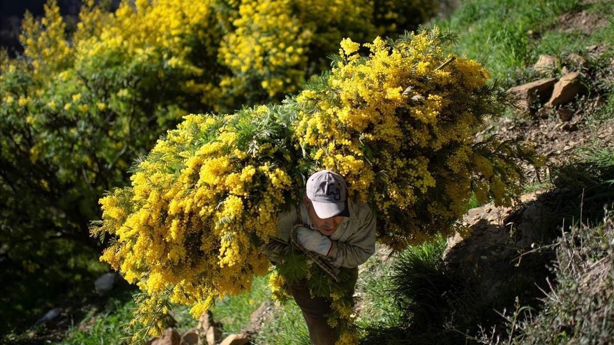 Un hombre traslada ramas de mimosa cosechadas cerca de la aldea de Seborga, en el noroeste de Italia. Un hombre traslada ramas de mimosa cosechadas cerca de la aldea de Seborga, en el noroeste de Italia.
