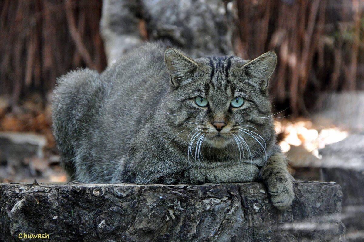 La lenta agonía del gato montés en España La lenta agonía del gato montés en España