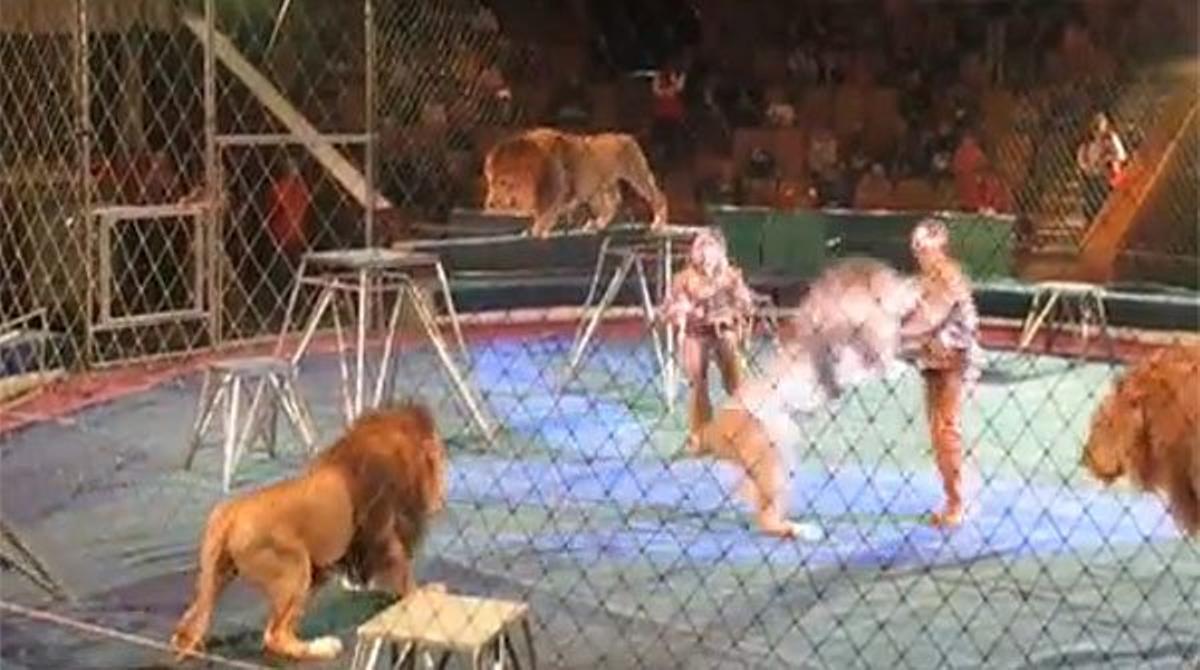 Un domador ruso atacado por sus leones