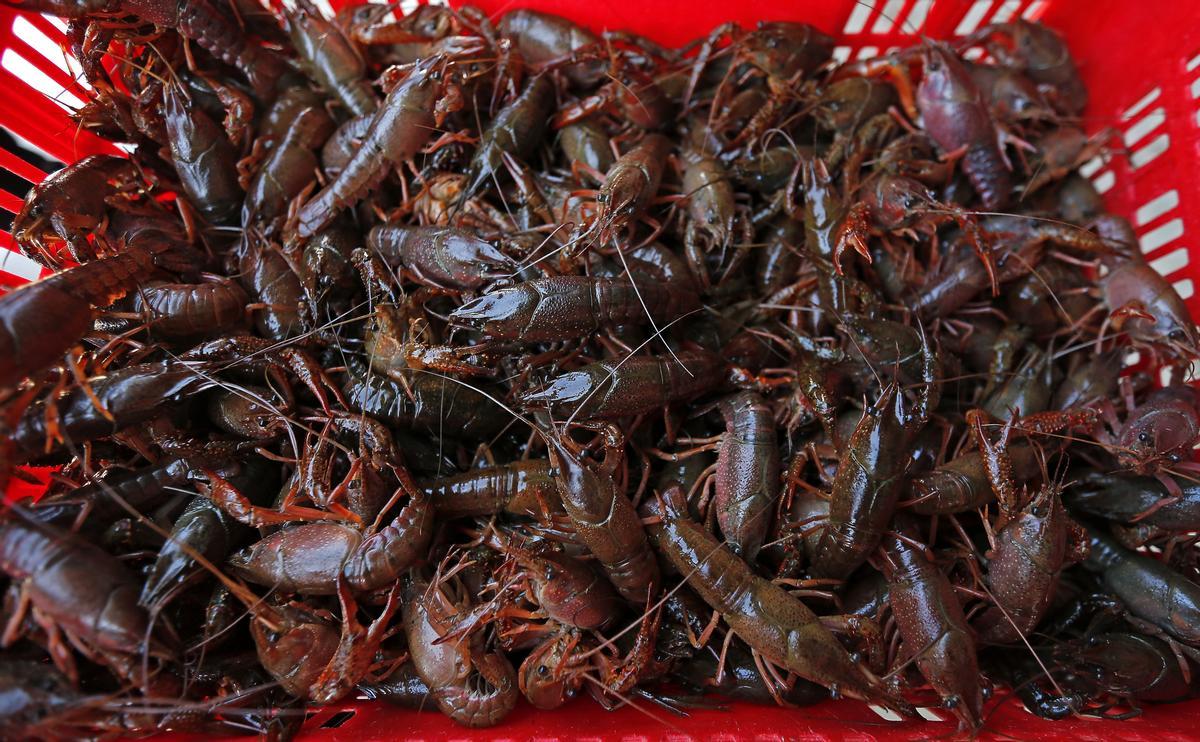 Ejemplares de cangrejo rojo americano en una imagen de archivo. EFE/Jose Manuel Vidal