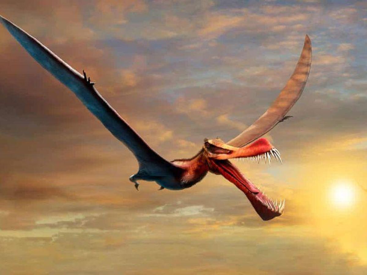Fósil de un reptil volador del cretácico hallado en Australia Fósil de un reptil volador del cretácico hallado en Australia