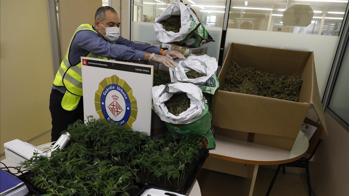 Marihuana intervenida en la operación y guardada en una comisaría de la Guardia Urbana de Barcelona