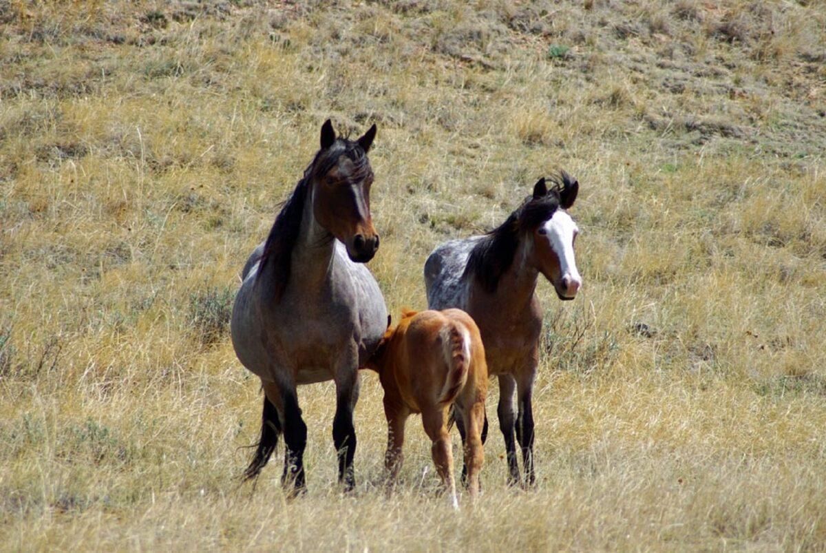 La historia del caballo: solo el 1% vive en estado silvestre La historia del caballo: solo el 1% vive en estado silvestre