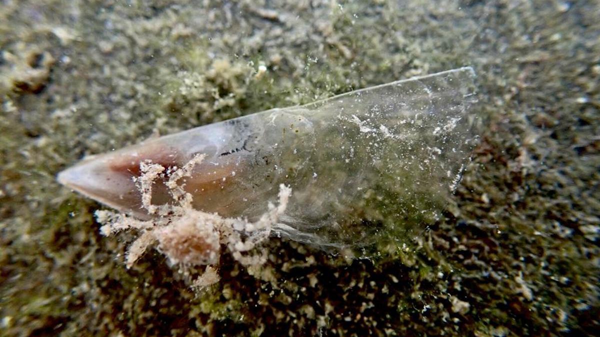 Investigadores encuentran larvas de nácar en la Costa Brava tras ser  arrasada la especie