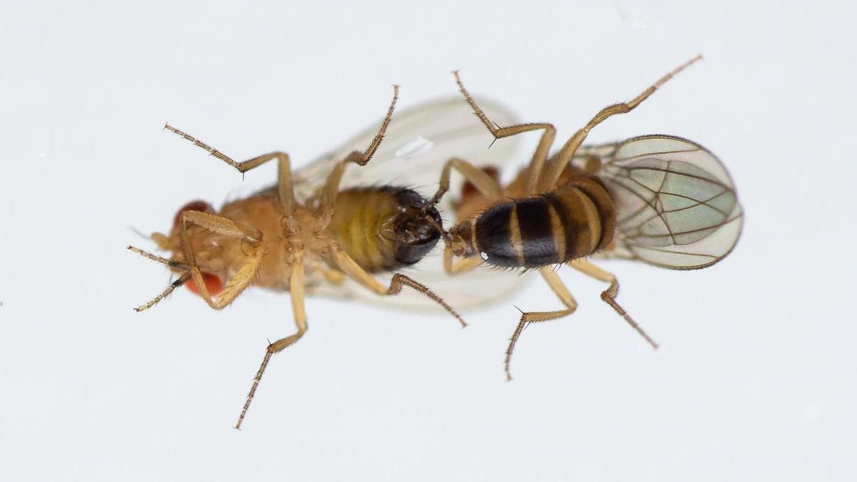 La contaminació està arruïnant la vida sexual dels insectes (i això també t’afecta a tu)