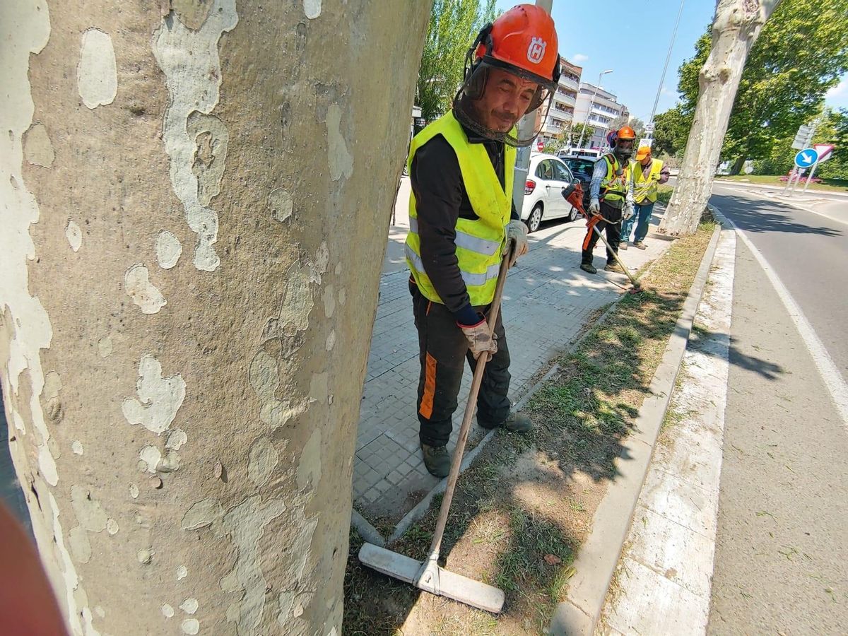 Mantenimiento y control de la proliferación de hierbas en el entorno urbano de Sant Boi Mantenimiento y control de la proliferación de hierbas en el entorno urbano de Sant Boi