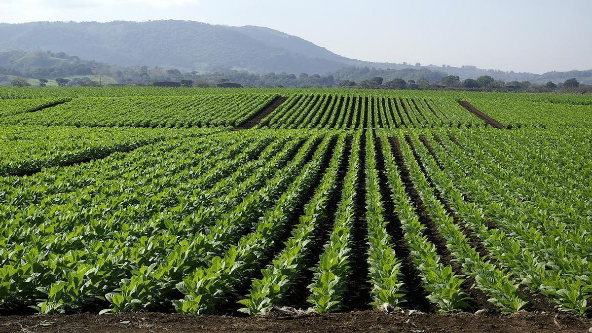 El cultivo del tabaco: devastador impacto ambiental El cultivo del tabaco: devastador impacto ambiental