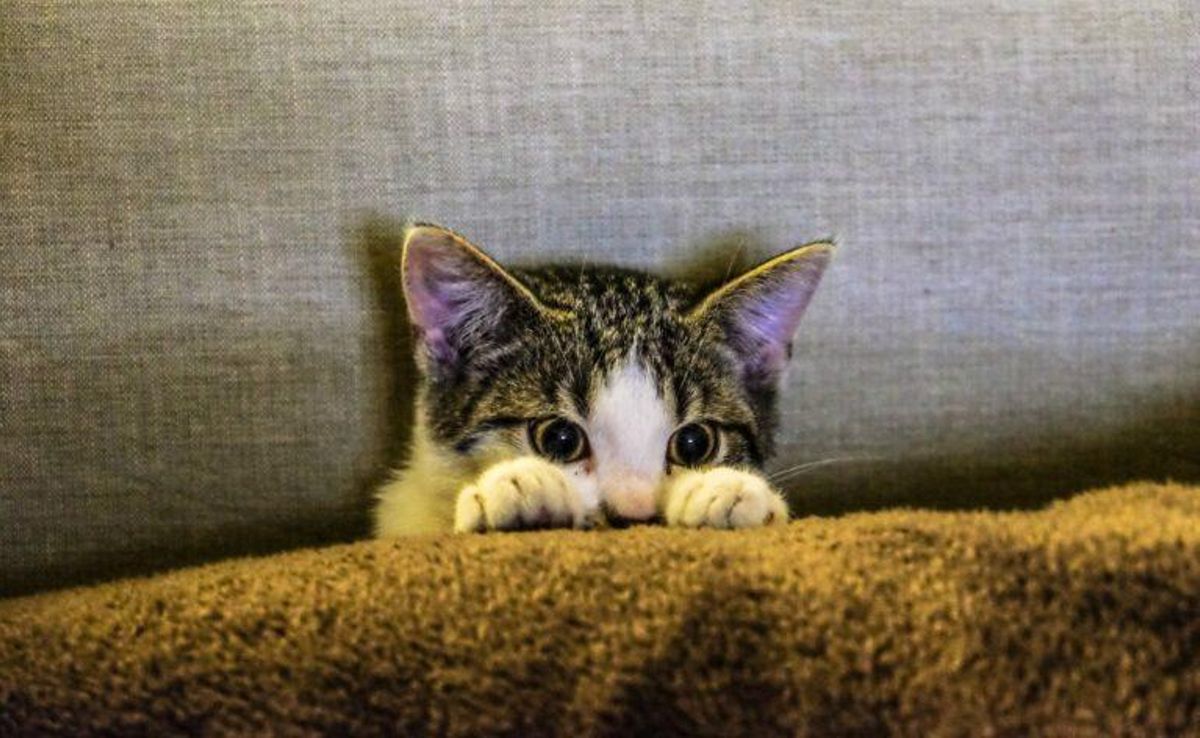 Coronavirus y mascotas: es mejor no dormir con el gato ni dejar que te lama el perro Coronavirus y mascotas: es mejor no dormir con el gato ni dejar que te lama el perro